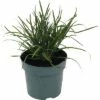 Ungarische Blaugras FloraSelf Sesleria Sadleriana H 10-30 Cm T 14 Cm -Hornbach Gartenmarkt DV 8 10373365 01 4c DE 20210129094758