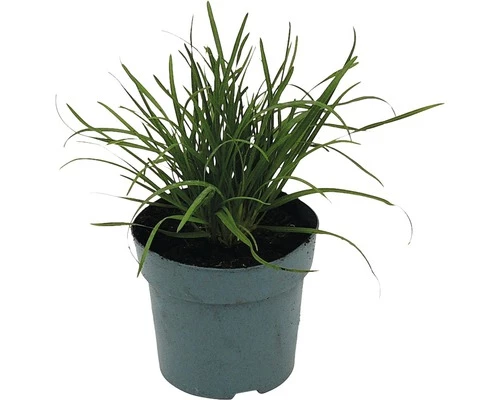 Ungarische Blaugras FloraSelf Sesleria Sadleriana H 10-30 Cm T 14 Cm 3 Ungarische Blaugras FloraSelf Sesleria Sadleriana H 10-30 Cm T 14 Cm