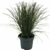 Rote Garten-Segge FloraSelf Carex Testacea 'Prairie Fire' H 5-15 Cm T 14 Cm 1 Rote Garten-Segge FloraSelf Carex Testacea 'Prairie Fire' H 5-15 Cm T 14 Cm -Hornbach Gartenmarkt DV 8 10373369 01 4c DE 20210129094758
