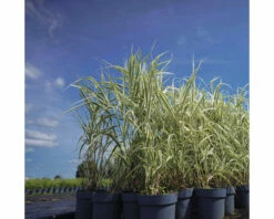 Buntblättriges Pfahlrohr FloraSelf Arundo Donax 'Variegata' H 30-100 Cm Co 6 L -Hornbach Gartenmarkt DV 8 10373375 02 4c DE 20220607074651