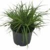 Segge FloraSelf Carex Oshimensis 'Green Wonder' H 5-30 Cm T 14 Cm -Hornbach Gartenmarkt DV 8 10373510 01 4c DE 20210129094658