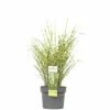 Zebraschilf Chinaschilf FloraSelf Miscanthus Sinensis 'Goldbreeze' H 10-80 Cm Co 3 L -Hornbach Gartenmarkt DV 8 10373519 02 4c DE 20220525131659