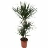 Drachenbaum FloraSelf Dracaena 'Marginata' H Ca. 130 Cm Ø 24 Cm Topf -Hornbach Gartenmarkt DV 8 10380974 01 4c NL 20201223084758