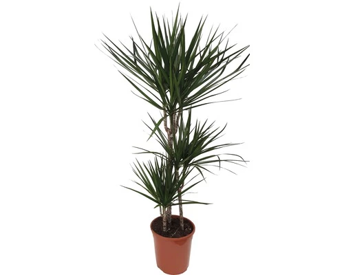Drachenbaum FloraSelf Dracaena 'Marginata' H Ca. 130 Cm Ø 24 Cm Topf 3 Drachenbaum FloraSelf Dracaena 'Marginata' H Ca. 130 Cm Ø 24 Cm Topf