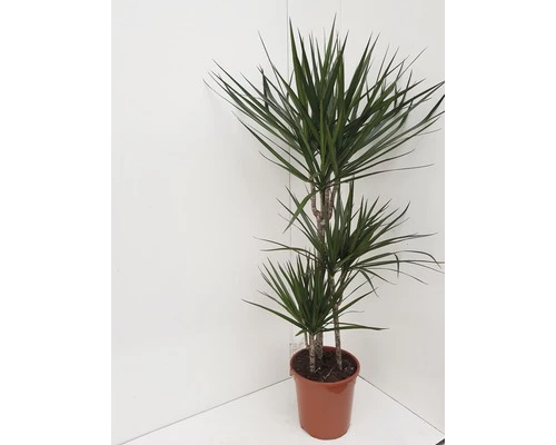 Drachenbaum FloraSelf Dracaena 'Marginata' H Ca. 130 Cm Ø 24 Cm Topf 4 Drachenbaum FloraSelf Dracaena 'Marginata' H Ca. 130 Cm Ø 24 Cm Topf – Bild 2