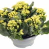 Flammendes Käthchen FloraSelf Kalanchoe Blosfeldiana H 15-20 Cm Ø 23 Cm Kunststoffplanzschale Gelb -Hornbach Gartenmarkt DV 8 10394916 01 4c DE 20220628051657