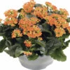 Flammendes Käthchen FloraSelf Kalanchoe Blosfeldiana H 15-20 Cm Ø 23 Cm Kunststoffplanzschale Orange
