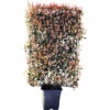 Glanzmispel Spalier FloraSelf Photinia Fraseri 'Robusta Compacta' H120 X B80 Cm Co 30 L -Hornbach Gartenmarkt DV 8 10425496 01 4c CH 20210329151659