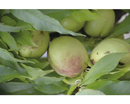 Zwerg-Nektarine Stämmchen FloraSelf Prunus 'Nectapersica' Stämmchen H Ca. 80 Cm Co 7,5 L Selbstbefruchter 3 Zwerg-Nektarine Stämmchen FloraSelf Prunus 'Nectapersica' Stämmchen H Ca. 80 Cm Co 7,5 L Selbstbefruchter