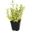 Gelbbunte Kriechspindel FloraSelf Euonymus Fortunei 'Emerald N Gold' H 5-15 Cm Co 1 L -Hornbach Gartenmarkt DV 8 10485009 02 4c DE 20220219224335