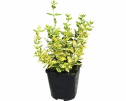 Gelbbunte Kriechspindel FloraSelf Euonymus Fortunei 'Emerald N Gold' H 5-15 Cm Co 1 L