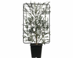 Mostgummi-Eukalyptus Spalier FloraSelf Eucalyptus Gunnii 'Azura' H120 X B80 Cm Co 30 L