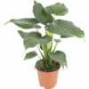 Alocasie, Pfeilblatt FloraSelf Alocasia Cucullata H 90-100 Cm Ø 21 Cm Topf -Hornbach Gartenmarkt DV 8 10496716 01 4c DE 20220511114652