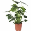 Fensterblatt FloraSelf Monstera Deliciosa Busch H 85-100 Cm Ø 21 Cm Topf