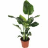 Baumstrelitzie FloraSelf Strelitzia Nicolai H 90-100 Cm Ø 21 Cm Topf -Hornbach Gartenmarkt DV 8 10496718 01 4c DE 20220511171800