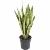 Bogenhanf FloraSelf Sansevieria Trifasciata 'Laurentii' H 80-90 Cm Ø 24 Cm Topf 2 Bogenhanf FloraSelf Sansevieria Trifasciata 'Laurentii' H 80-90 Cm Ø 24 Cm Topf -Hornbach Gartenmarkt DV 8 10496730 01 4c DE 20220111051652