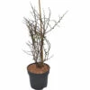 Zierquitte FloraSelf Chaenomeles Speciosa 'Red Joy' H 40-60 Cm Co 4,5 L -Hornbach Gartenmarkt DV 8 10496851 02 4c DE 20230316214659