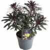 Wolfsmilch Rot FloraSelf Euphorbia Amygdaloides 'Purpurea' H 5-50 Cm T 15 Cm -Hornbach Gartenmarkt DV 8 10506213 01 4c DE 20230202144654