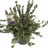 Weißbunte Kriechspindel FloraSelf Euonymus Fort. 'Emerald Gaiety' H 20-25 Cm Co 5 L Buschig -Hornbach Gartenmarkt DV 8 10507733 01 4c DE 20220303161659