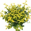 Leuchtend Gelbe Kriechspindel FloraSelf Euonymus Fort. GOLDMINE ® H 25-30 Cm Co 5 L Buschig 2 Leuchtend Gelbe Kriechspindel FloraSelf Euonymus Fort. GOLDMINE ® H 25-30 Cm Co 5 L Buschig -Hornbach Gartenmarkt DV 8 10507737 01 4c DE 20220309102805