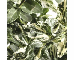 Kriechspindel FloraSelf Euonymus Fortunei 'Harlequin' H 20-25 Cm Co 2 L (3 Stk.) 8 Kriechspindel FloraSelf Euonymus Fortunei 'Harlequin' H 20-25 Cm Co 2 L (3 Stk.) -Hornbach Gartenmarkt DV 8 10507738 01 4c DE 20220222125046 1