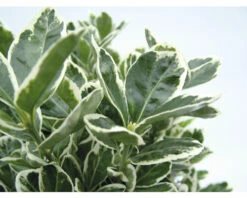 Japanischer Spindelstrauch FloraSelf Euonymus Japonicus 'Katy' H 25-30 Cm Co 5 L Buschig