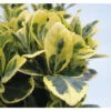 Japanischer Spindelstrauch FloraSelf Euonymus Japonicus 'Marieke' H 30-40 Cm Co 5 L Buschig -Hornbach Gartenmarkt DV 8 10507750 01 4c DE 20220221114843