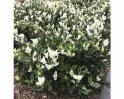 Japanischer Spindelstrauch FloraSelf Euonymus Japonicus 'Mikajo'® H 25-30 Cm Co 5 L Buschig -Hornbach Gartenmarkt DV 8 10507751 01 4c DE 20220221112302