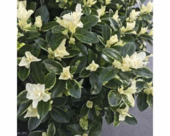 Japanischer Spindelstrauch FloraSelf Euonymus Japonicus 'Mikajo'® H 25-30 Cm Co 5 L Buschig -Hornbach Gartenmarkt DV 8 10507751 02 4c DE 20220221112233