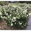 Japanischer Spindelstrauch FloraSelf Euonymus Japonicus 'Mikajo'® H 25-30 Cm Co 5 L Buschig -Hornbach Gartenmarkt DV 8 10507751 04 4c DE 20220221112345