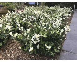 Japanischer Spindelstrauch FloraSelf Euonymus Japonicus 'Mikajo'® H 25-30 Cm Co 5 L Buschig