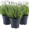 Lavendel FloraSelf Lavandula Angustifolia 'Felice' H 20-25 Cm Co 1,5 L -Hornbach Gartenmarkt DV 8 10508274 01 4c DE 20220224174800