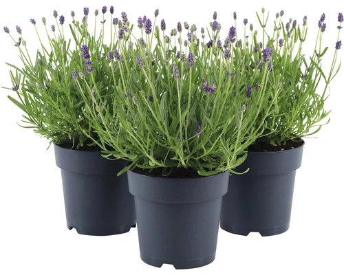 Lavendel FloraSelf Lavandula Angustifolia 'Felice' H 20-25 Cm Co 1,5 L 3 Lavendel FloraSelf Lavandula Angustifolia 'Felice' H 20-25 Cm Co 1,5 L