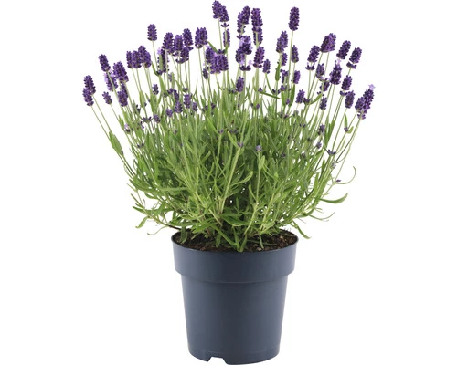 Lavendel FloraSelf Lavandula Angustifolia 'Felice' H 20-25 Cm Co 1,5 L 5 Lavendel FloraSelf Lavandula Angustifolia 'Felice' H 20-25 Cm Co 1,5 L – Bild 3