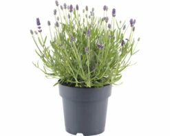 Lavendel FloraSelf Lavandula Angustifolia 'Felice' H 20-25 Cm Co 1,5 L 9 Lavendel FloraSelf Lavandula Angustifolia 'Felice' H 20-25 Cm Co 1,5 L -Hornbach Gartenmarkt DV 8 10508274 03 4c DE 20220224174700