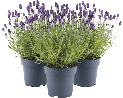Lavendel FloraSelf Lavandula Angustifolia 'Felice' H 20-25 Cm Co 1,5 L 4 Lavendel FloraSelf Lavandula Angustifolia 'Felice' H 20-25 Cm Co 1,5 L – Bild 2