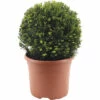 Eibe Kugel FloraSelf Taxus Baccata Ø Ca. 32 Cm Co 7,5 L -Hornbach Gartenmarkt DV 8 10508278 02 4c DE 20220312221652
