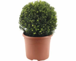 Eibe Kugel FloraSelf Taxus Baccata Ø Ca. 32 Cm Co 7,5 L