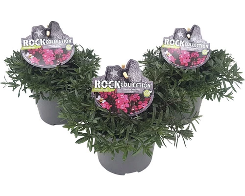 Heidenelke ROCKCollection FloraSelf Dianthus Deltoides H 5-20 Cm T 13 Cm 3 Heidenelke ROCKCollection FloraSelf Dianthus Deltoides H 5-20 Cm T 13 Cm