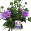 Kornblumen-Aster FloraSelf Stokesia Laevis 'Mega Mels'® H 10-70 Cm Co 9 L -Hornbach Gartenmarkt DV 8 10510499 01 4c DE 20211203104700