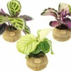 FloraSelf Kokodama Korbmarante MIX Höhe Inkl. Topf Ca. 25-30 Cm Ø 17 Cm Topf -Hornbach Gartenmarkt DV 8 10513353 01 4c DE 20220107051652
