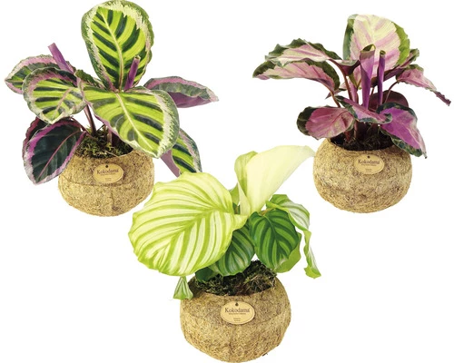 FloraSelf Kokodama Korbmarante MIX Höhe Inkl. Topf Ca. 25-30 Cm Ø 17 Cm Topf 3 FloraSelf Kokodama Korbmarante MIX Höhe Inkl. Topf Ca. 25-30 Cm Ø 17 Cm Topf