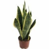 Bogenhanf FloraSelf Sansevieria Trifasciata 'Superba' H 35-45 Cm Ø 14 Cm Topf -Hornbach Gartenmarkt DV 8 10513360 01 4c DE 20220107051652