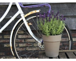 Schopflavendel FloraSelf Lavandula Stoechas 'Anouk' H 20-25 Cm Ø 15 Cm Topf Lila -Hornbach Gartenmarkt DV 8 10520190 01 4c DE 20220406121800