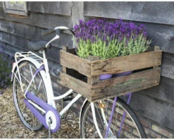 Schopflavendel FloraSelf Lavandula Stoechas 'Anouk' H 20-25 Cm Ø 15 Cm Topf Lila -Hornbach Gartenmarkt DV 8 10520190 02 4c DE 20220406121800