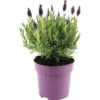 Schopflavendel FloraSelf Lavandula Stoechas 'Anouk' H 20-25 Cm Ø 15 Cm Topf Lila