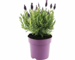 Schopflavendel FloraSelf Lavandula Stoechas 'Anouk' H 20-25 Cm Ø 15 Cm Topf Lila