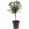 Schopflavendel-Stämmchen FloraSelf Lavandula Stoechas 'Anouk' H 40-50 Cm Ø 15 Cm Topf -Hornbach Gartenmarkt DV 8 10520191 02 4c DE 20220407134757