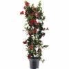 Dipladenie, Trichterblüte Säule FloraSelf Dipladenia Mandevilla Hybride Gesamthöhe Ca. 100 Cm Ø 21 Cm Topf Rot 2 Dipladenie, Trichterblüte Säule FloraSelf Dipladenia Mandevilla Hybride Gesamthöhe Ca. 100 Cm Ø 21 Cm Topf Rot -Hornbach Gartenmarkt DV 8 10520194 01 4c DE 20220401124750