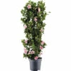 Dipladenie, Trichterblüte Säule FloraSelf Dipladenia Mandevilla Hybride Gesamthöhe Ca. 100 Cm Ø 21 Cm Topf Rosa -Hornbach Gartenmarkt DV 8 10520195 01 4c DE 20220401104700